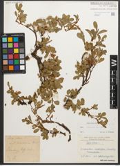 Foto von Salix retusa L.
